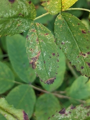 Rosa nutkana macdougalii