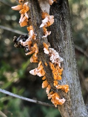 Puccinia evadens