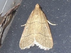 Hypsopygia nostralis