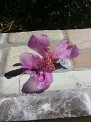 Tibouchina