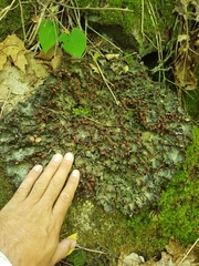 Peltigera horizontalis