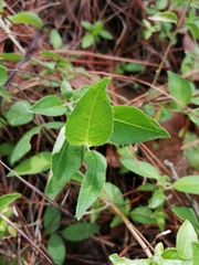 Clinopodium macrostemum