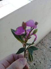 Tibouchina