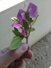 Tibouchina