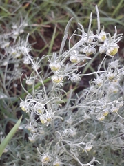 Artemisia jacutica