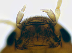 Sepedophilus testaceus