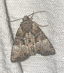 Mesoligia furuncula