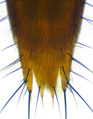 Sepedophilus testaceus