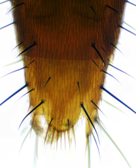 Sepedophilus testaceus