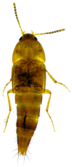 Sepedophilus testaceus
