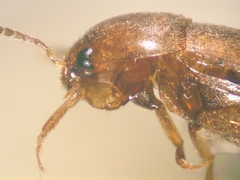 Sepedophilus testaceus