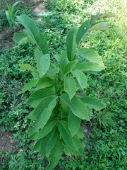 Annona macroprophyllata
