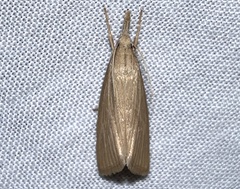 Diatraea crambidoides