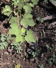 Ribes viscosissimum