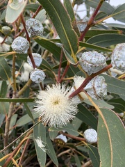 Eucalyptus globulus globulus