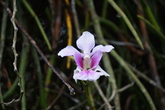 Papilionanthe
