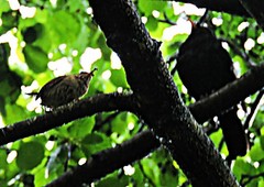 Troglodytes troglodytes