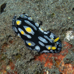 Phyllidia picta