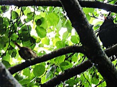 Troglodytes troglodytes