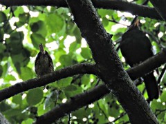 Troglodytes troglodytes