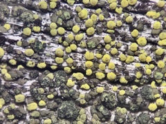 Thelocarpon laureri