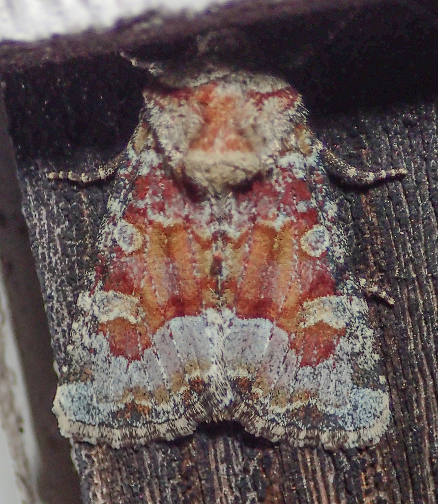 Bridgham's Brocade Moth