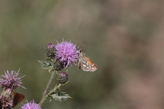 Hesperia comma