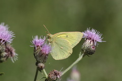 Colias alexandra