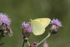 Colias alexandra