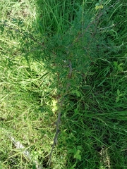 Havardia acatlensis