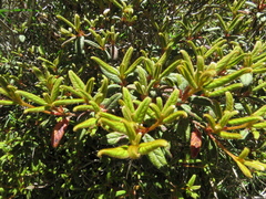 Rhododendron rubropilosum