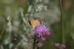 Hesperia comma