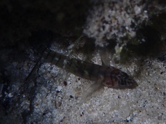 Tigrigobius macrodon