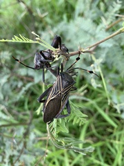 Pachylis neocalifornicus