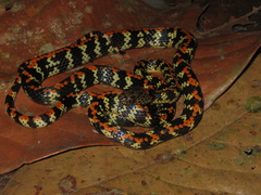 Siphlophis cervinus