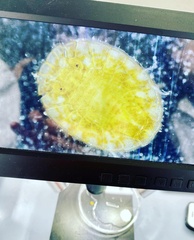 Plakarthrium typicum