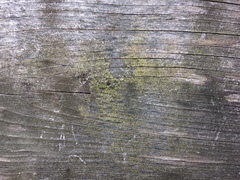 Thelocarpon laureri