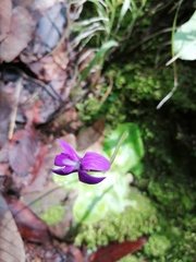 Pinguicula moranensis