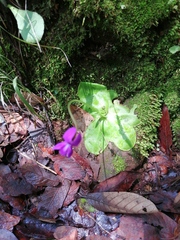 Pinguicula moranensis
