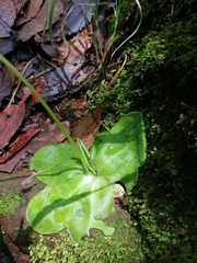 Pinguicula moranensis