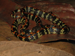 Siphlophis cervinus