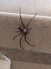 Loxosceles reclusa