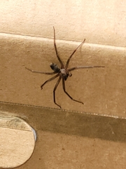 Loxosceles reclusa