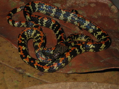 Siphlophis cervinus