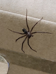 Loxosceles reclusa