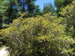 Rhododendron rubropilosum