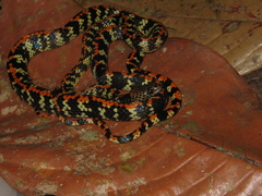 Siphlophis cervinus