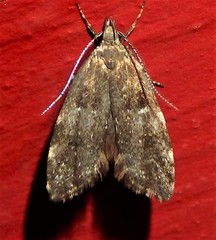 Eido trimaculella