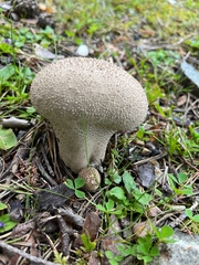 Lycoperdon molle