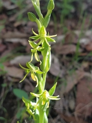 Habenaria flexuosa